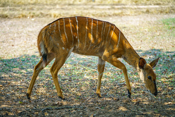 kudu in kruger national park, mpumalanga, south africa 7