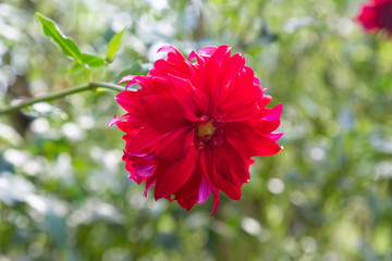 Red Flower