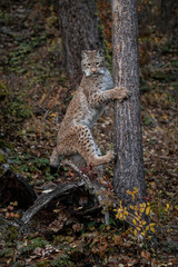 Siberian Lynx Adult Nika Triple D October 2019