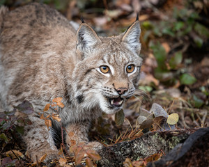 Siberian Lynx Adult Nika Triple D October 2019