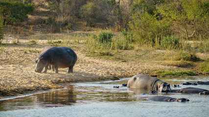 Naklejka na ściany i meble hippos in kruger national park, mpumalanga, south africa 11