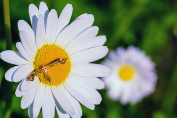 Fototapeta premium Daisy. White Daisy. Chamomile ordinary sunny day in summer.Daisy flower in summer close-up. Chamomile closeup on green background.
