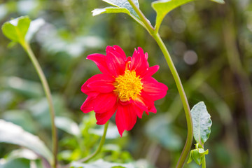 Red Flower yellow in Middle