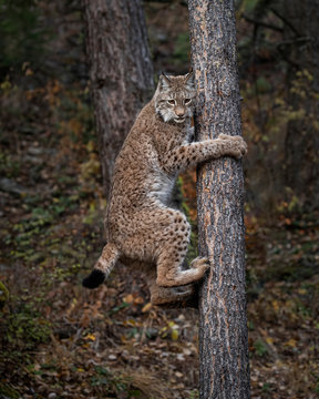 Siberian Lynx Adult Nika Triple D October 2019