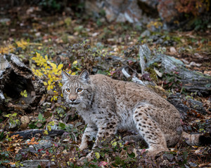 Siberian Lynx Adult Nika Triple D October 2019