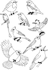Vector black and white sketch set drawn by hand. Set of vector outline line stroke birds set.