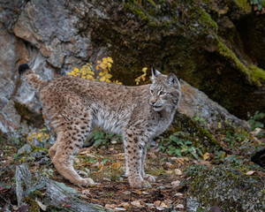 Naklejka na ściany i meble Siberian Lynx Adult Nika Triple D October 2019