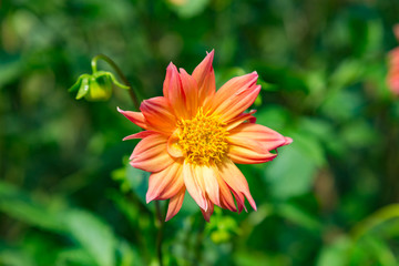 red and yellow flower
