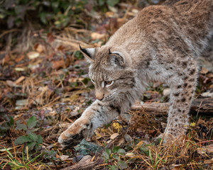 Siberian Lynx Adult Nika Triple D October 2019