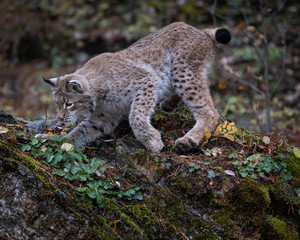 Naklejka na ściany i meble Siberian Lynx Adult Nika Triple D October 2019