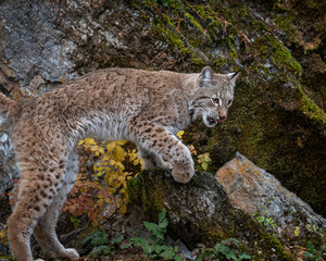 Fototapeta premium Siberian Lynx Adult Nika Triple D October 2019
