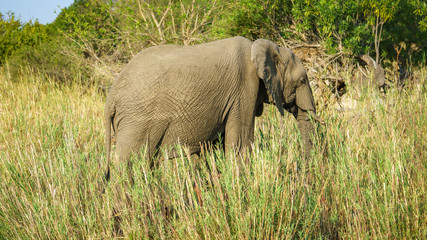 Naklejka na ściany i meble elephant in kruger national park, mpumalanga, south africa 25