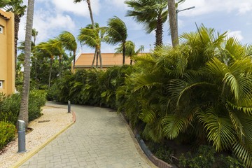Amazing park area on Aruba Island. Nice nature landscape. Palm trees, bushes, plants. Beautiful background.
