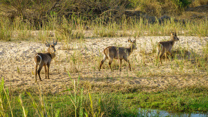 waterbucks in kruger national park, mpumalanga, south africa 5