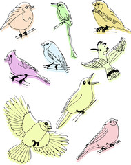 Vector sketch set drawn by hand. Set of vector outline line stroke birds set.