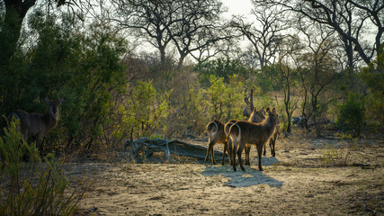 waterbucks in kruger national park, mpumalanga, south africa 17