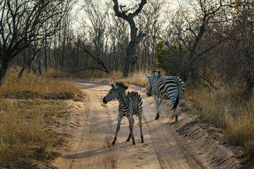 zebras in kruger national park, mpumalanga, south africa 7