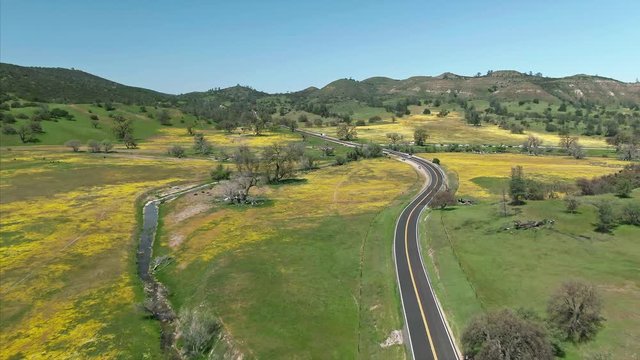 Aerial flying over a country road, spring wildflowers and trees on grassland during the super bloom. Paso Robles, California, USA
