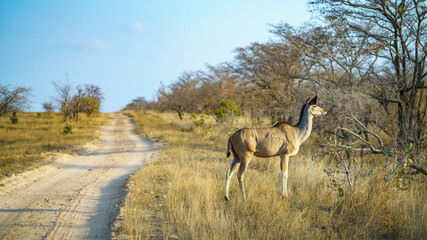 kudu in kruger national park, mpumalanga, south africa 8