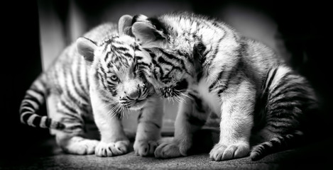A pair of white tiger resting side by side. White tiger or bleached tiger is a pigmentation variant...