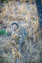 leopard in kruger national park, mpumalanga, south africa 7