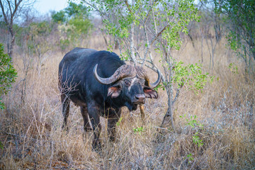 african buffalo in kruger national park, mpumalanga, south africa 1