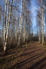 the path passes among the birches in the park, late autumn