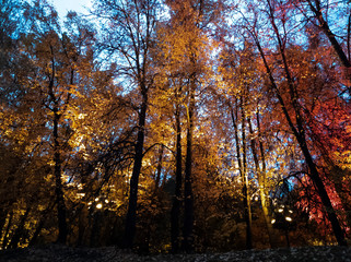 Obraz premium autumn