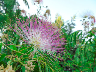 pink unusual fluffy flowers of Albizia julibrissin Durazz on a background of green leaves