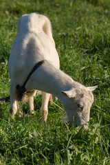 Naklejka na ściany i meble goat grazing on pasture