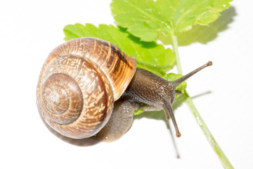 A gardensnail, Arianta arbustorum, eating on a green leave isolated on a white background.