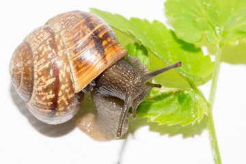 A gardensnail, Arianta arbustorum, eating on a green leave isolated on a white background.