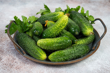 Fresh garden organic cucumbers and sprigs of parsley lie on a concrete background. Horizontal photo