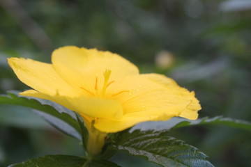 gelbe Blüte 1