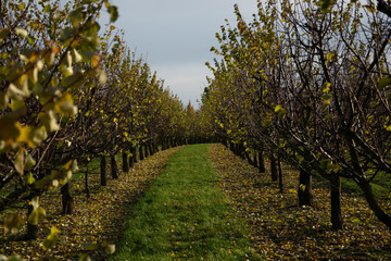 Vineyard in fall