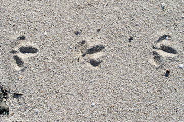 Three seabird footprints, path from left to right, on a sandy beach.