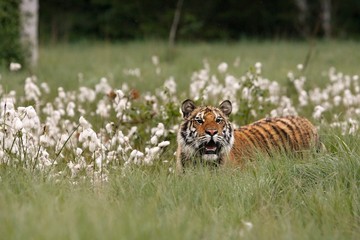 The Siberian tiger (Panthera tigris Tigris), or  Amur tiger (Panthera tigris altaica) in the grassland.