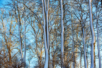 Branches and trunks of deciduous trees covered with snow, against the background of trees in a city park