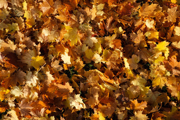 Foliage in autumn - Stockphoto