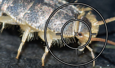 A long tailed silverfish, Ctenolepisma longicaudata, or gray silverfish with an aiming crosshair placed on top.