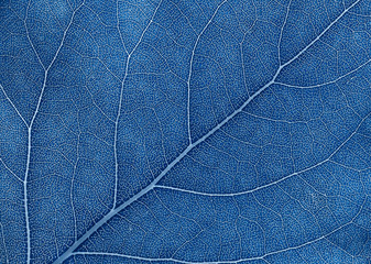 Leaf texture in Classic blue color of the year 2020. Color palette. Abstract background. Close-up.