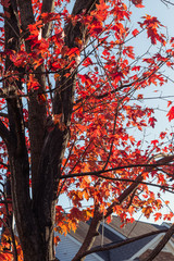 Closeup on a tree with red leaves against blue sky