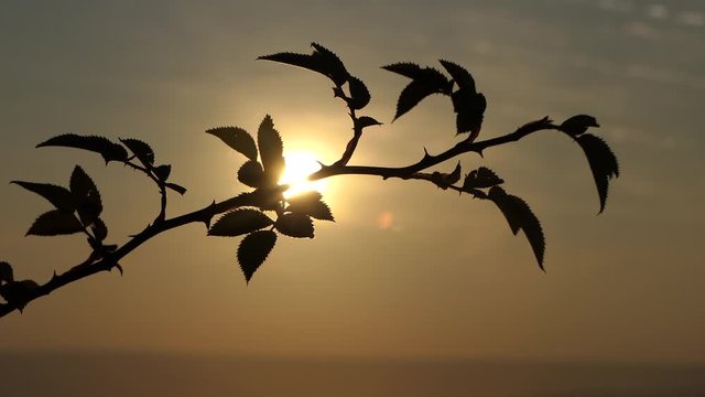 Rosenzweig vor Sonne