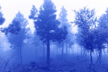 Classic blue color of 2020. Trees in a forest, fog, foliage background