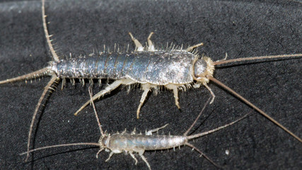 A pair of long tailed silverfish, Ctenolepisma longicaudata, also called gray silverfish, on black background