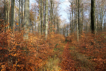 Junge Bäume im Herbst zwischen alten Bäumen und Waldboden bedeckt mit Laub Ende November 2019 - Stockfoto