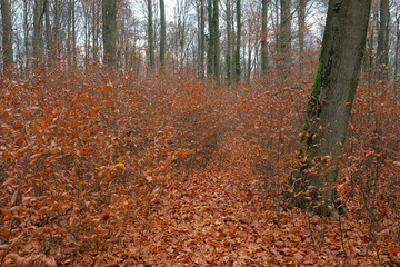 Junge Bäume im Herbst zwischen alten Bäumen und Waldboden bedeckt mit Laub Ende November 2019 - Stockfoto