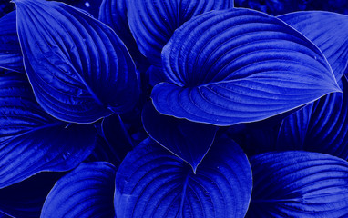 Classic Blue Pantone color Leafs in garden background.Close up.Design concept. classic blue leaves. Natural background.Color of the year 2020 classic blue. Main color trend concept. For design, fabric