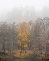 Obraz na płótnie Canvas Beautiful mody Autumn Fall landscape of woodland with mist fog during early morning