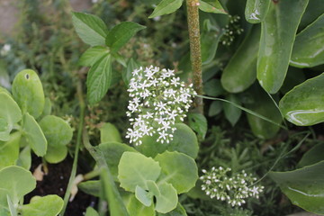 white flower in the garden
